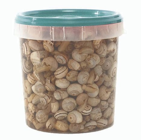 Caracol Rayado Mitra Cocido Congelado Cubo 1Kg